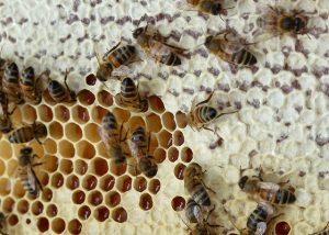 Mit tegyünk a méhpempővel?